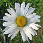 Copy of IMG_1891v.webp