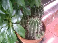 Kakteen.14.07.2012.webp