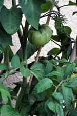 218.webp