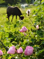 Rosa muscosa e.webp