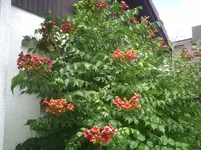 Klettertrompete-rot.14.07.2012.webp