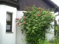 Rote Trompete-gesamt.14.07.2012.webp