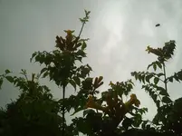 Trompete-gelb2.14.07.2012.webp