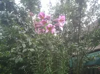 Baumlilien.14.07.2012.webp