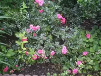 Bodendeckerrose.14.07.2012.webp