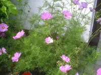 Cosmeen.14.07.2012.webp