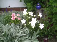 Erkerbeet.14.07.2012.webp