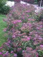 Hecke.14.07.2012.webp
