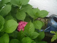 Hortensie.14.07.2012.webp