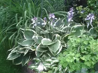Hosta.14.07.2012.webp