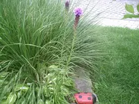 Prachtscharte.14.07.2012.webp