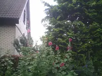 Stockrosen.14.07.2012.webp