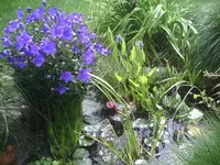 Teich.14.07.2012.webp