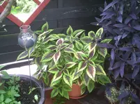 Buntnessel.14.07.2012.webp