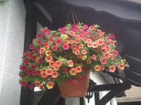 Hängeampel.14.07.2012.webp