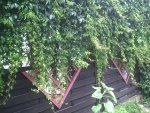 Pergola.14.07.2012.jpg