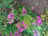 WP_000111.webp