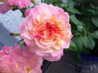 100_6915.webp