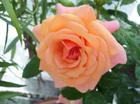 100_6916.webp