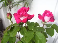 100_6929.webp