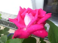 100_6930.webp
