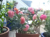 100_6935.webp