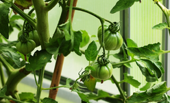 erste Fleischtomaten_smaller.webp