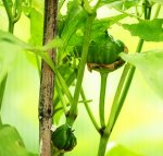 erste Paprika_smaller.JPG