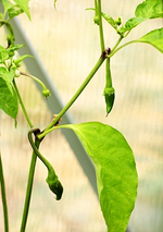 extrascharfe Paprika_smaller.webp