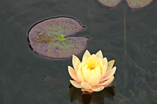 Texas Dawn_eine erste Blüte_smaller.webp