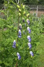 Garten 07 2012 1 017.webp