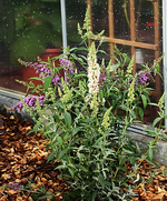 der zweifarbige Sommerflieder Ivory und Sky Blue_smaller.webp