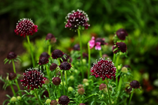 Scabiosa Columbaria_smaller.webp