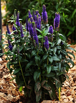 Veronica_smaller.webp