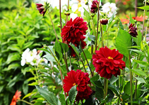 dunkelrote Dahlie_smaller.webp