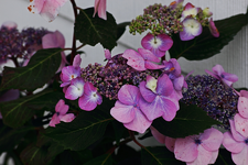 lila_weiße Tellerhortensie_smaller.webp