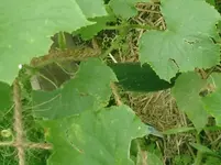 CIMG0009.webp