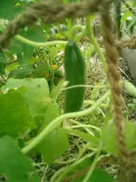 CIMG0017.webp