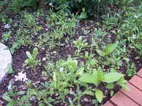 Sommerblumen.webp