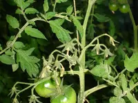 DSC01230.webp