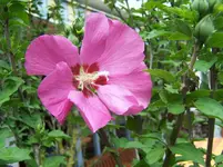 Hibiskus.webp