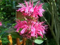 Indianernessel.webp