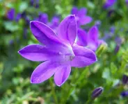 Blümchen.webp