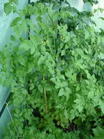 DSC01242.webp