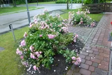 P1080337.webp