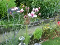 CIMG0778.webp