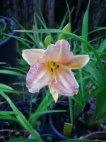 DSCI1497.webp