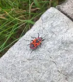 käfer_1.webp
