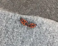 käfer_2.webp