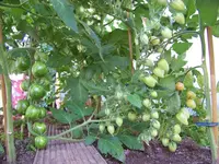 14.07.12 Tomaten 1.webp